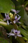 Bouquet mudplantain